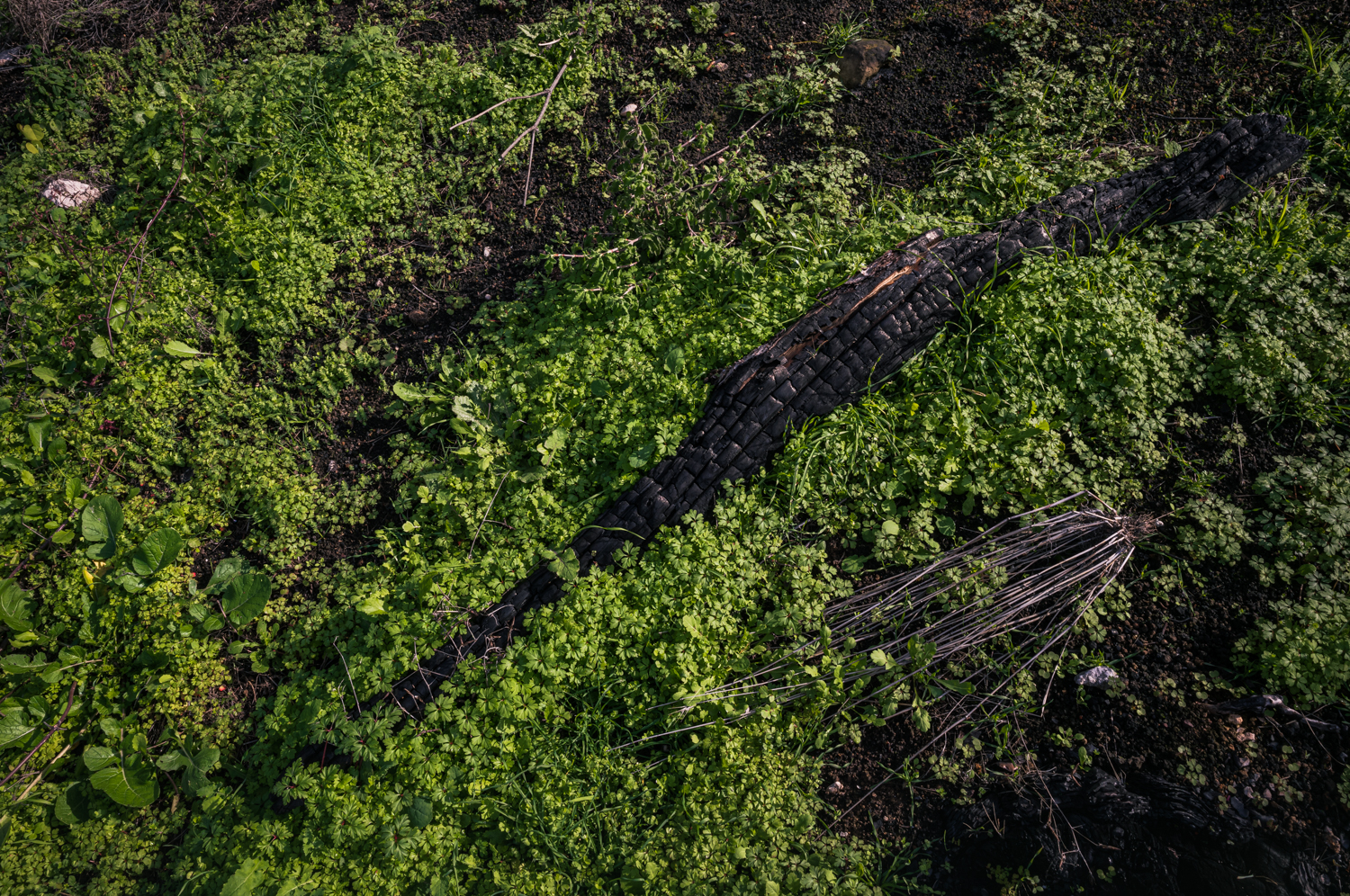 Sunlight passes through a fire-damaged woodland where green ground vegetation has returned beneath blackened tree trunks near Drimona, North Evia.