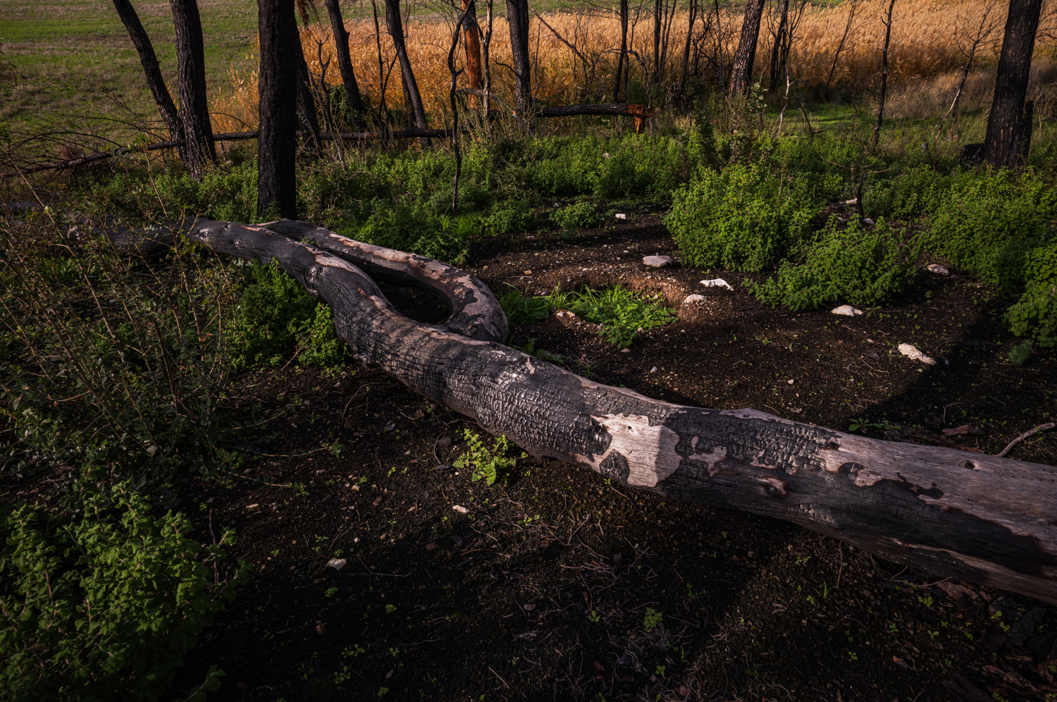 A charred fallen tree trunk lies across dense green regrowth in a burned woodland between Limni and Drimona, North Evia, December 2022.