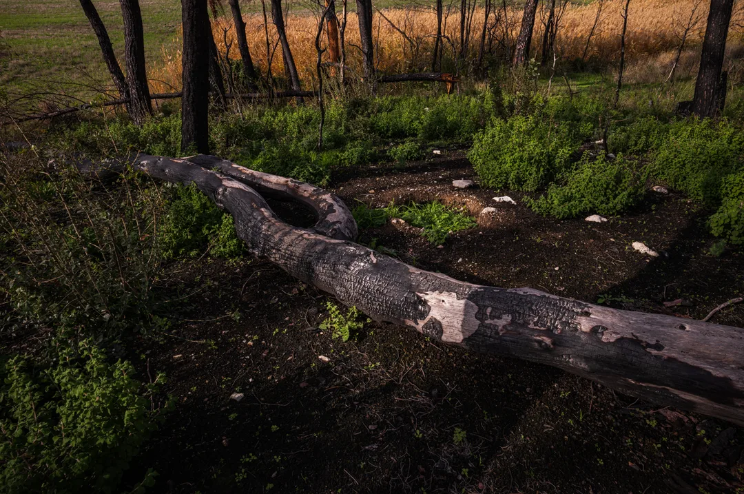 A charred fallen tree trunk lies across dense green regrowth in a burned woodland between Limni and Drimona, North Evia, December 2022.