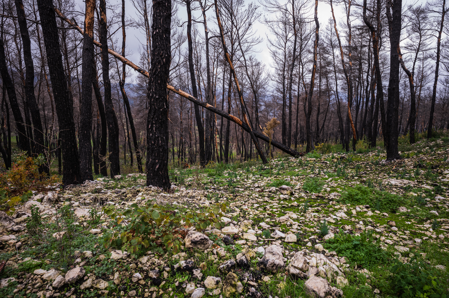 Burned woodland between Limni and Drimona, North Evia, with blackened trunks, pale limestone rocks and patches of green vegetation returning across the forest floor.