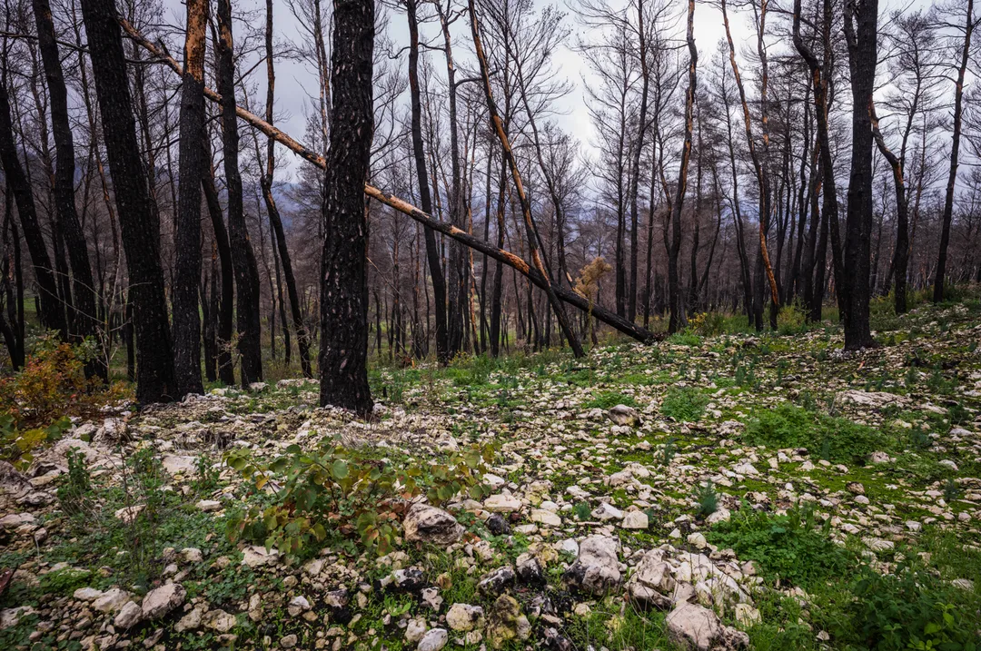 Burned woodland between Limni and Drimona, North Evia, with blackened trunks, pale limestone rocks and patches of green vegetation returning across the forest floor.