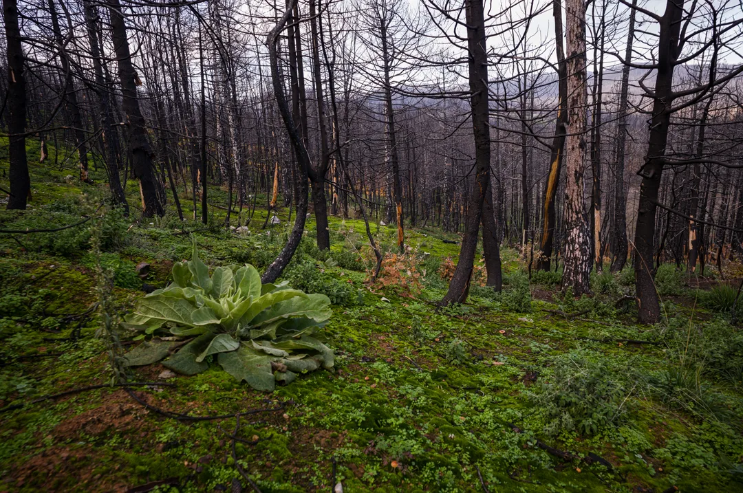 Large green plants and dense ground vegetation grow across the forest floor among blackened, fire-damaged trees near Drimona, North Evia.