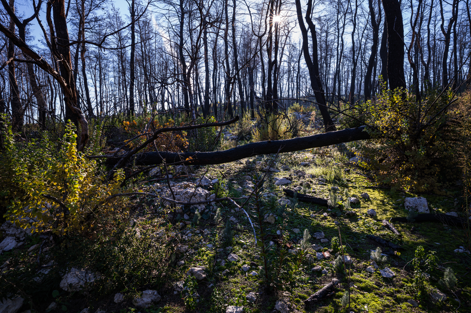 A fallen blackened tree crosses a rocky forest floor where green vegetation is returning among fire-damaged trunks near Drimona, North Evia.
