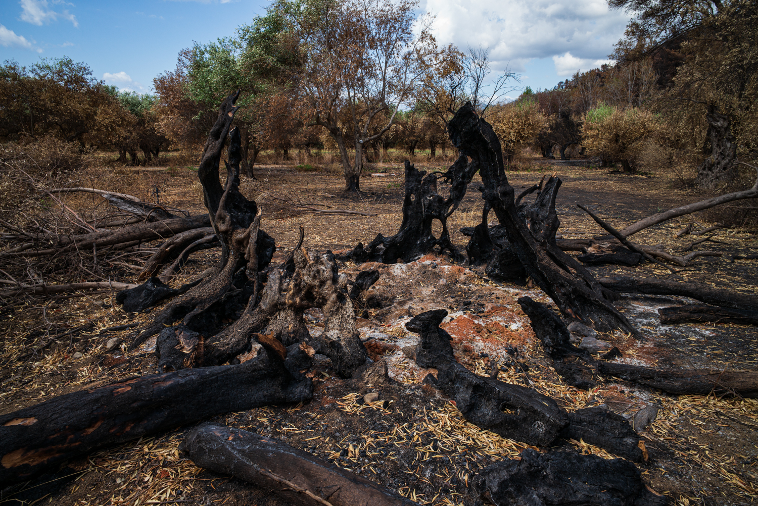The blackened remains of an ancient olive tree lie among scorched branches and burned ground in an olive grove near Rovies, North Evia, following the 2021 wildfires.