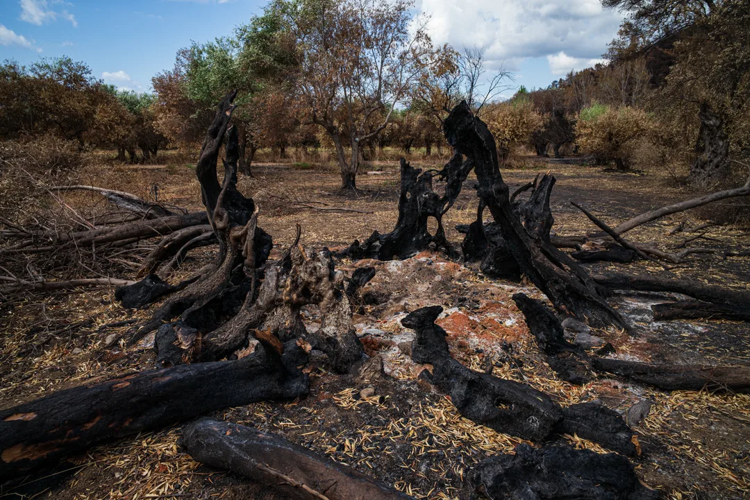 The blackened remains of an ancient olive tree lie among scorched branches and burned ground in an olive grove near Rovies, North Evia, following the 2021 wildfires.