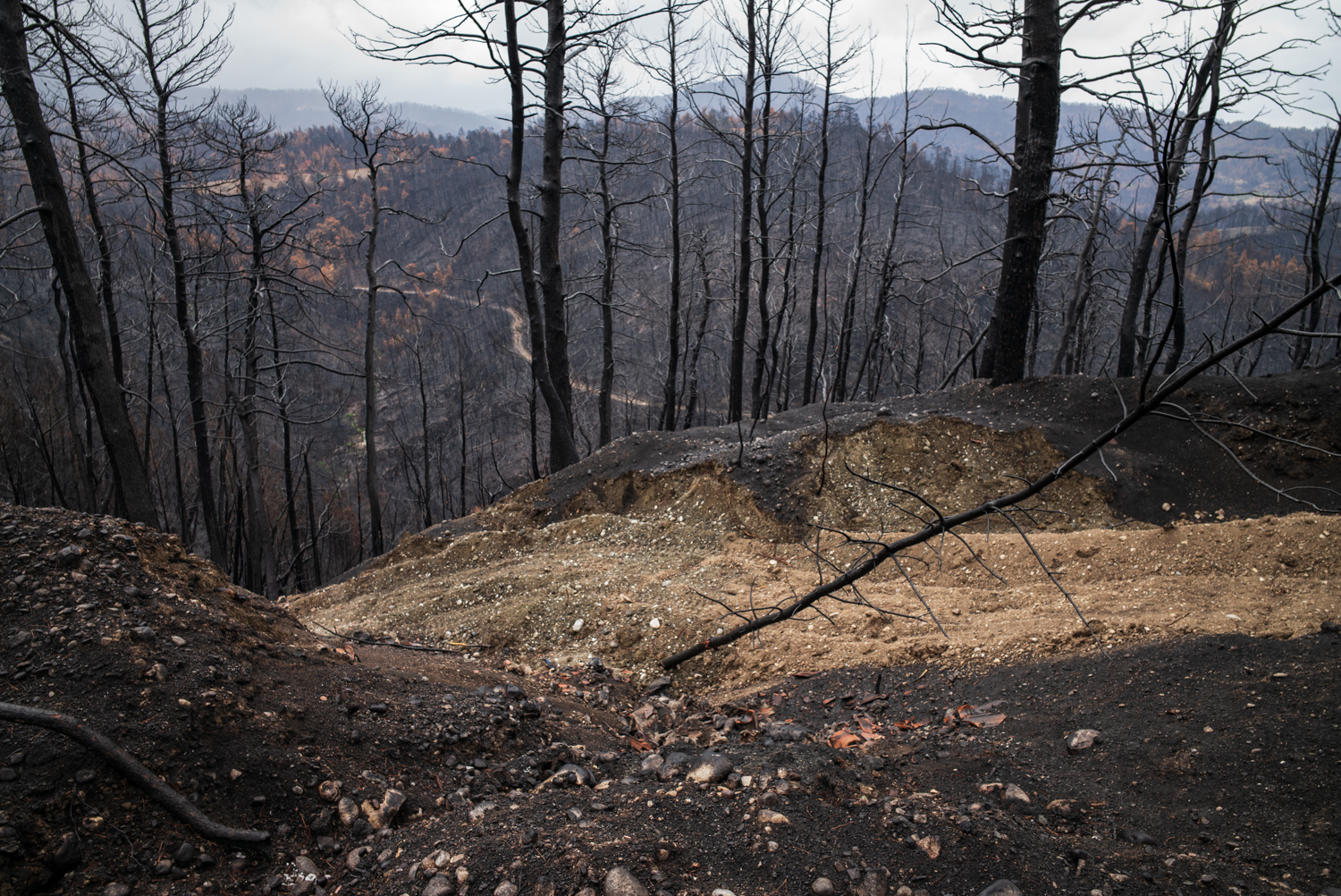 A steep fire-burned valley in North Evia, seen from a mountain road, with blackened tree trunks covering the slopes and exposed earth in the foreground.