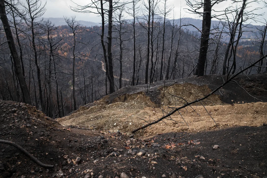 A steep fire-burned valley in North Evia, seen from a mountain road, with blackened tree trunks covering the slopes and exposed earth in the foreground.