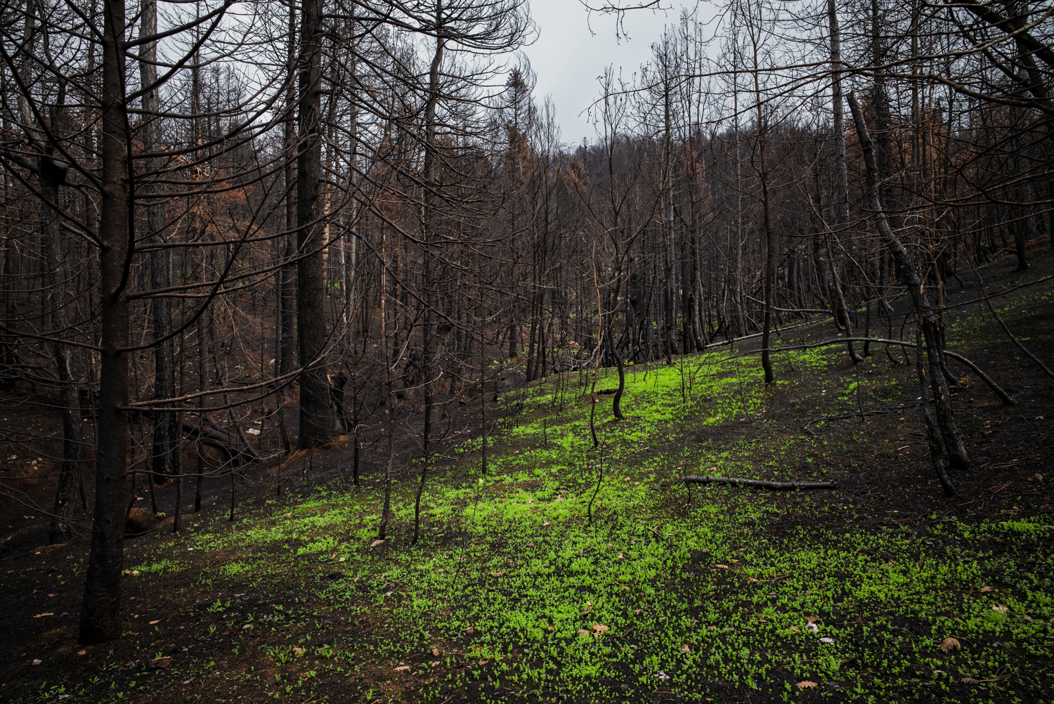 Bright green new growth covers the forest floor beneath dense, blackened and leafless trees on a burned hillside near Drimona, North Evia.
