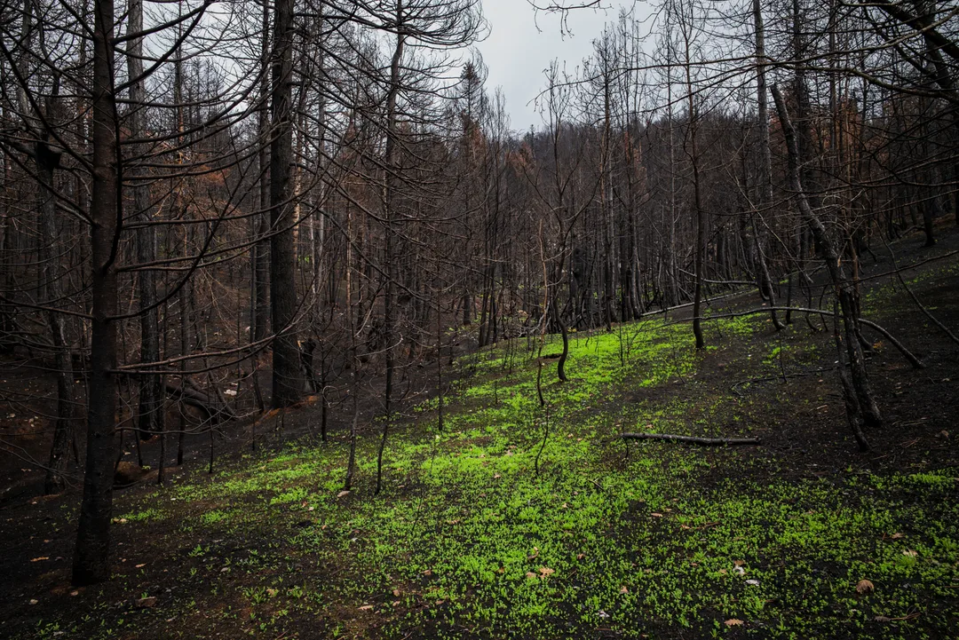 Bright green new growth covers the forest floor beneath dense, blackened and leafless trees on a burned hillside near Drimona, North Evia.