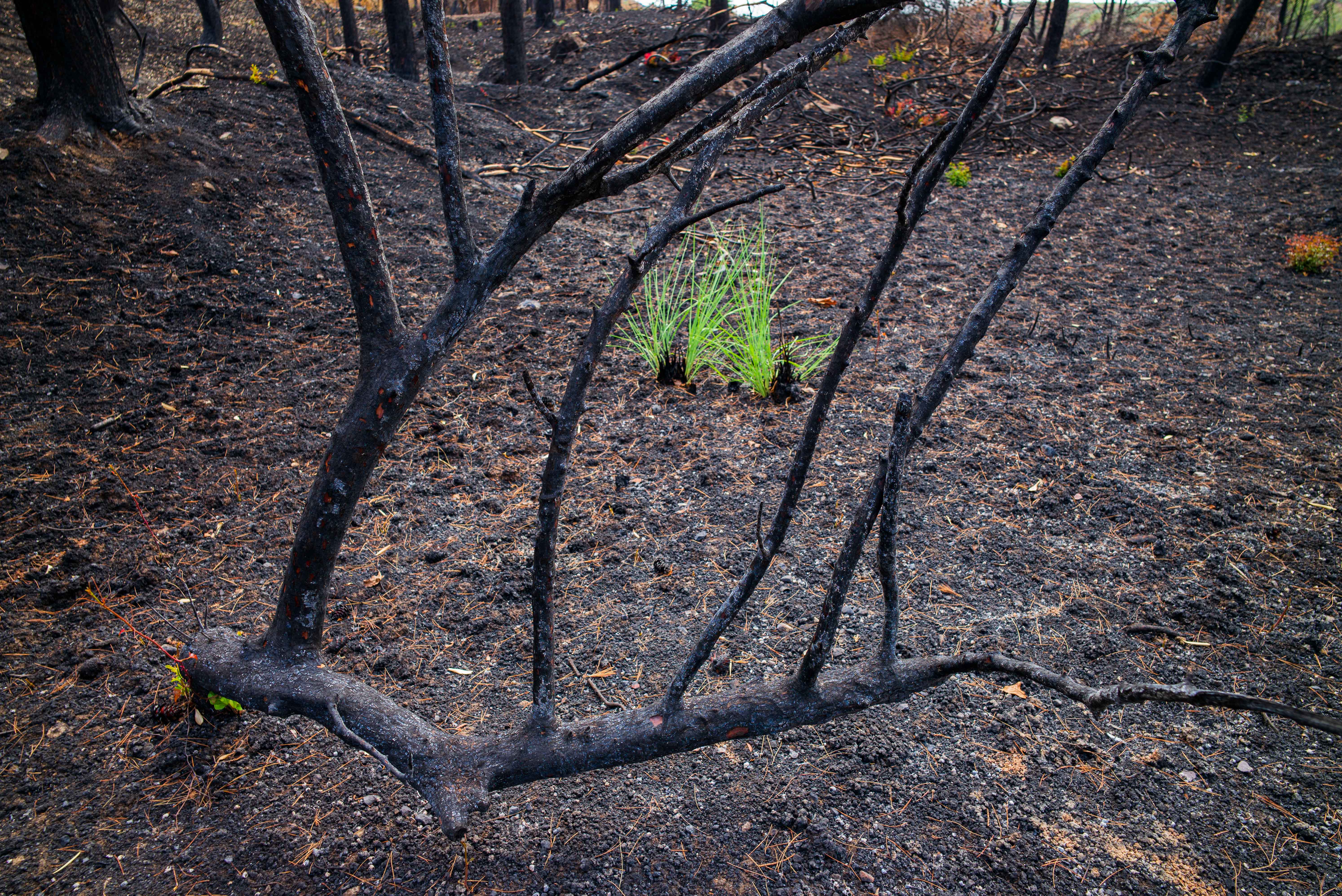 A small cluster of bright green grass grows from blackened soil beneath charred branches in fire-damaged woodland in North Evia.
