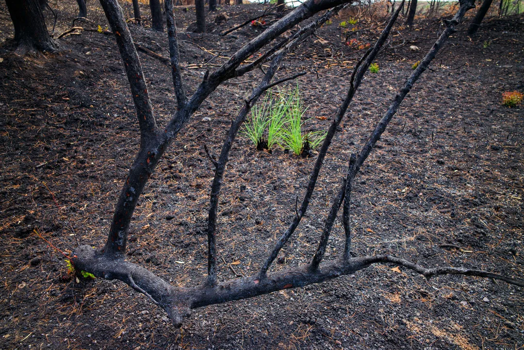 A small cluster of bright green grass grows from blackened soil beneath charred branches in fire-damaged woodland in North Evia.