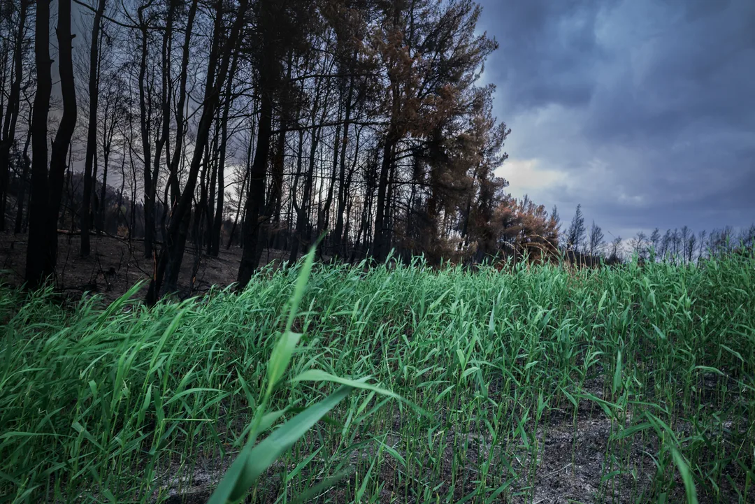 Green vegetation growing beside fire-damaged woodland in North Evia, Greece.