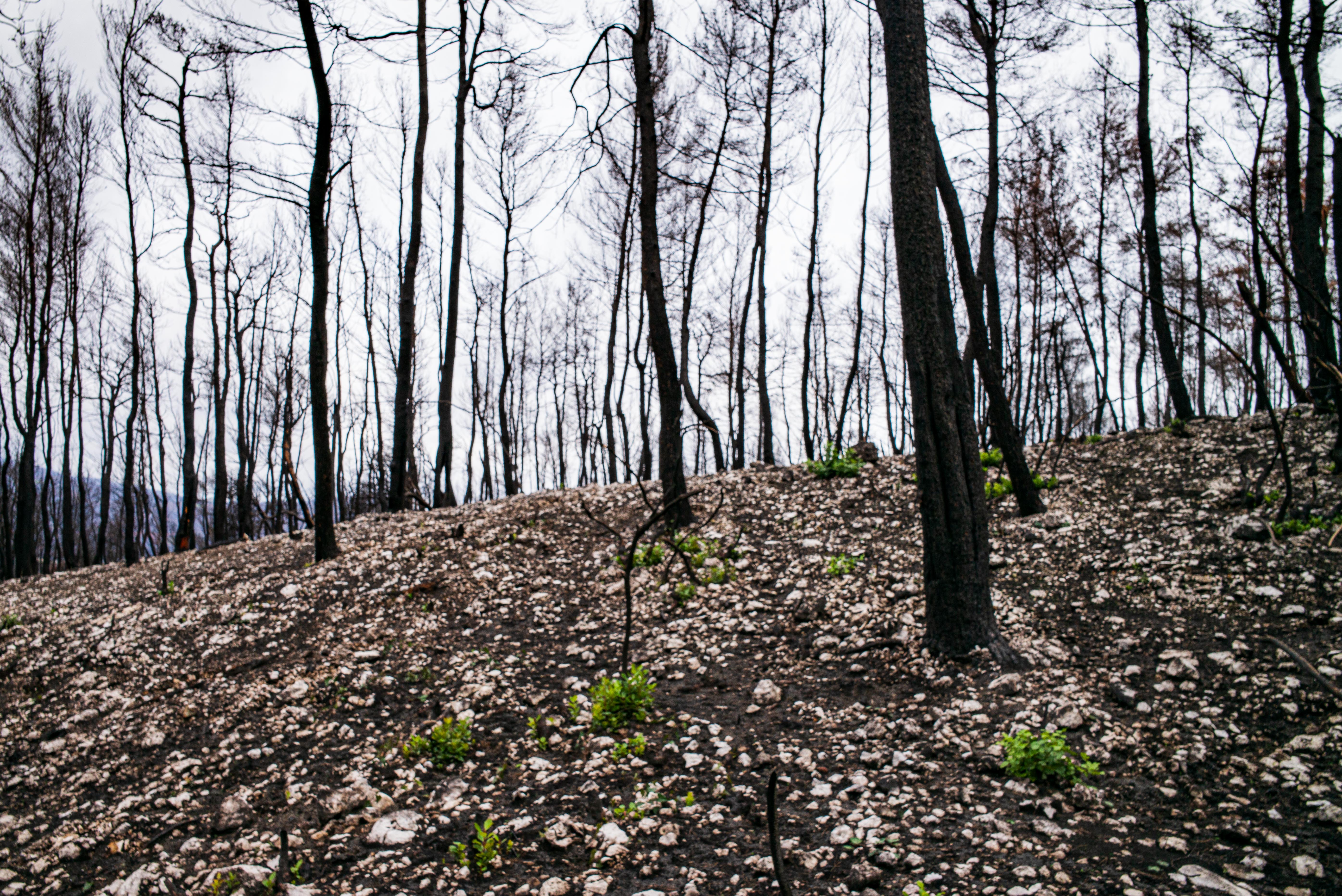 Blackened tree trunks rise from a sloping, rock-covered forest floor with small patches of green growth in burned woodland near Drimona, North Evia.