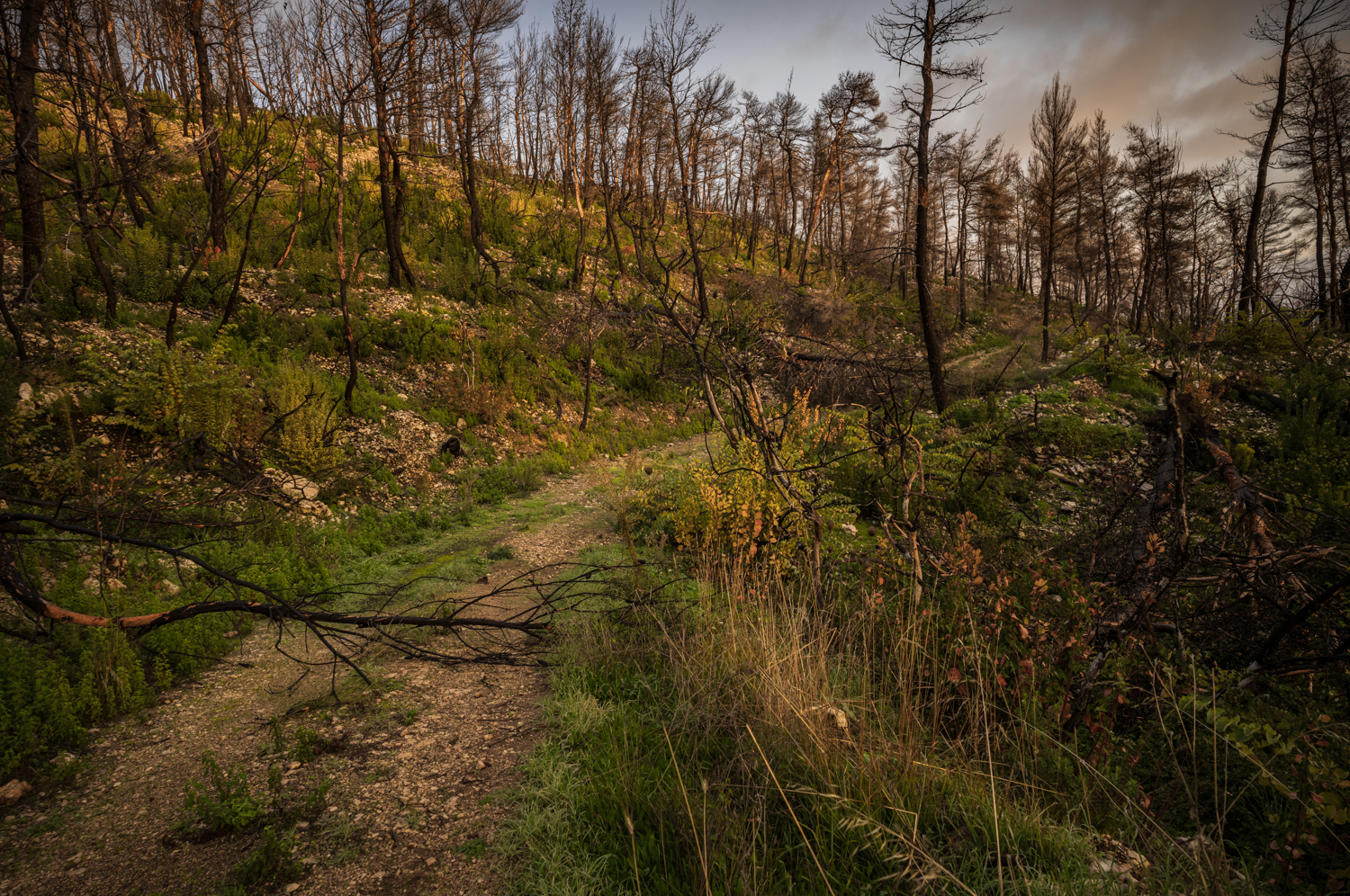 A narrow track passes through regenerating woodland between Limni and Drimona, with green undergrowth growing among burned trees, fallen branches and pale rocky ground.