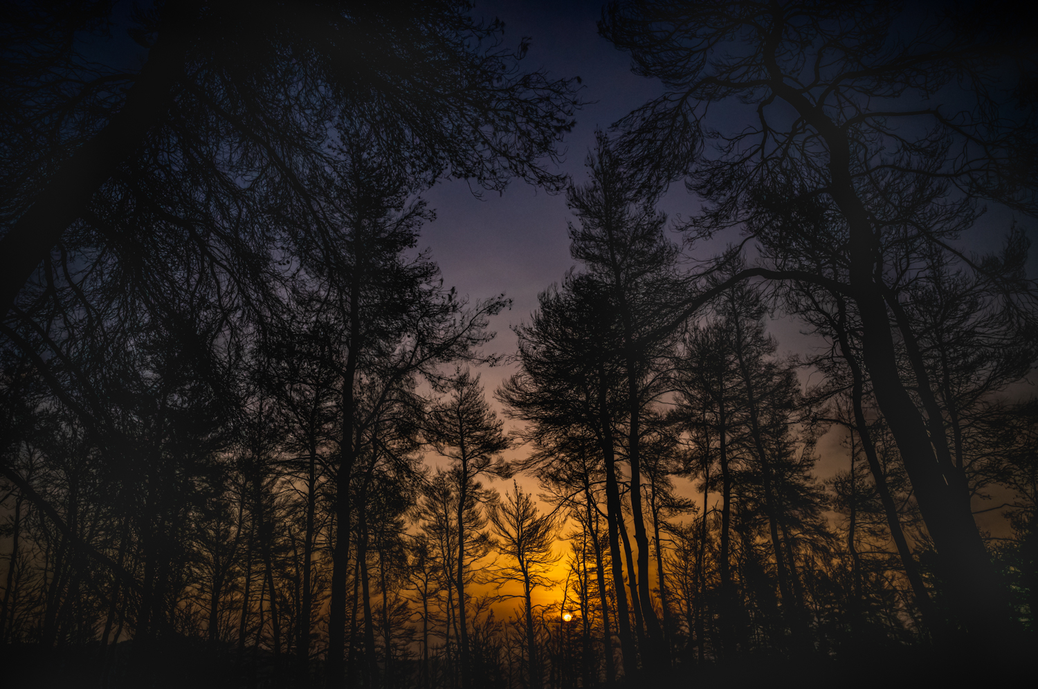 Dark silhouettes of fire-scarred trees stand against a low orange sunrise near Drimona, North Evia.