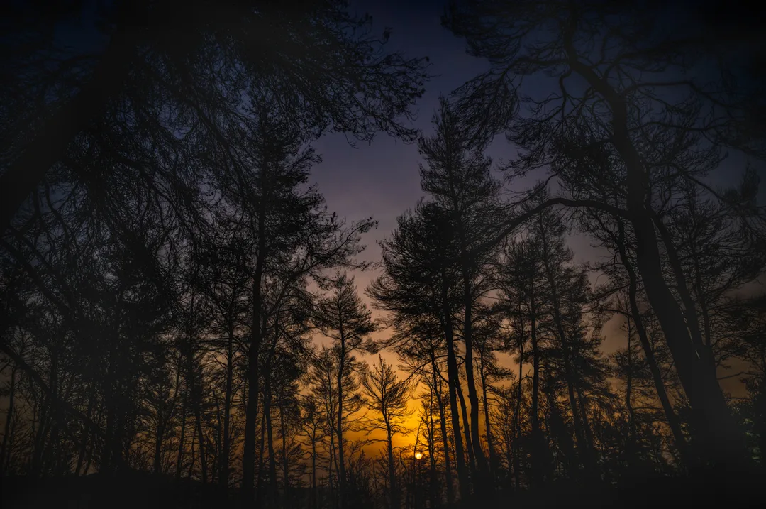 Dark silhouettes of fire-scarred trees stand against a low orange sunrise near Drimona, North Evia.