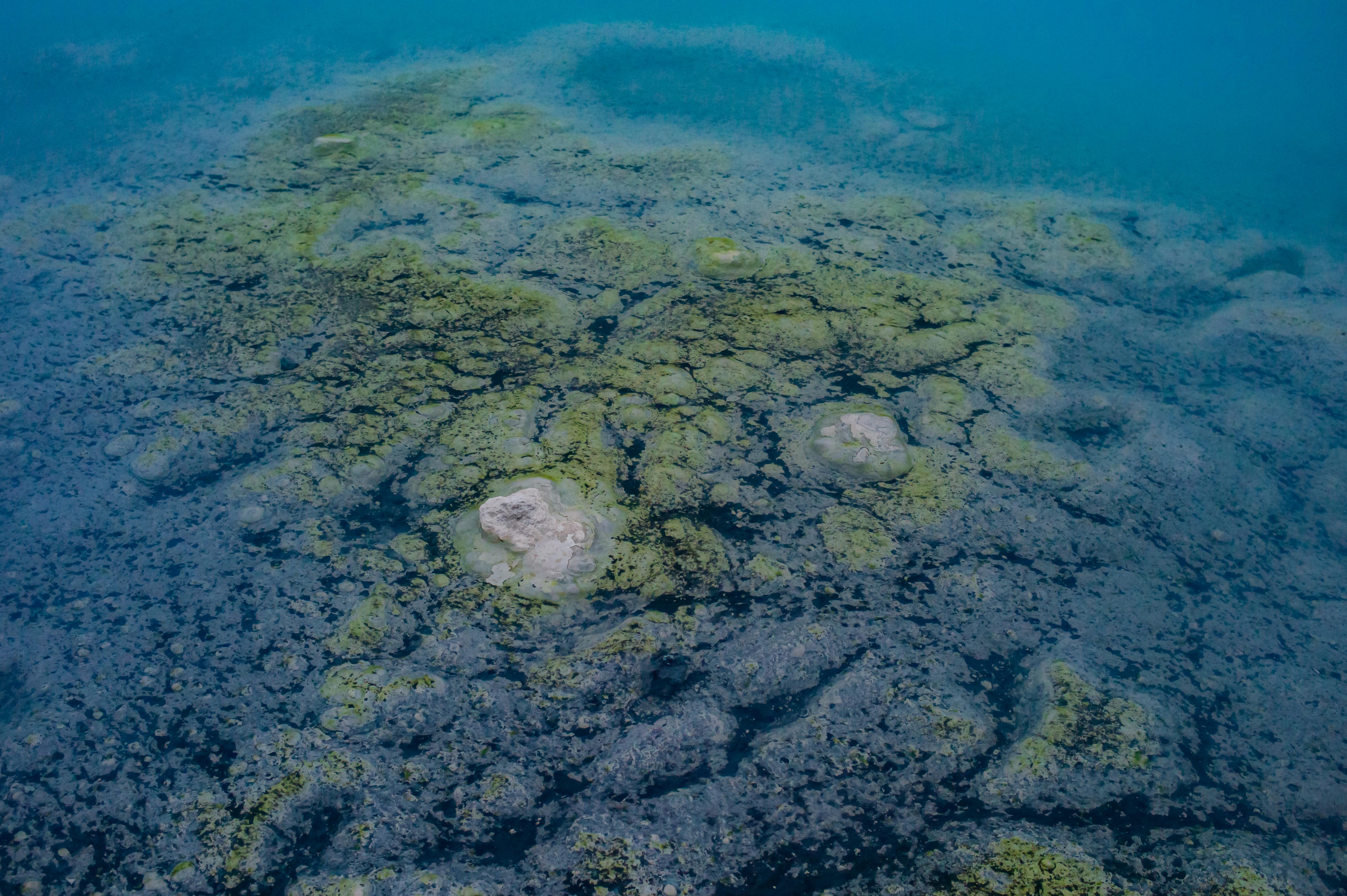 Close view through blue geothermal water onto dark volcanic rock coated with pale green and whitish mineral deposits at the Blue Lagoon.