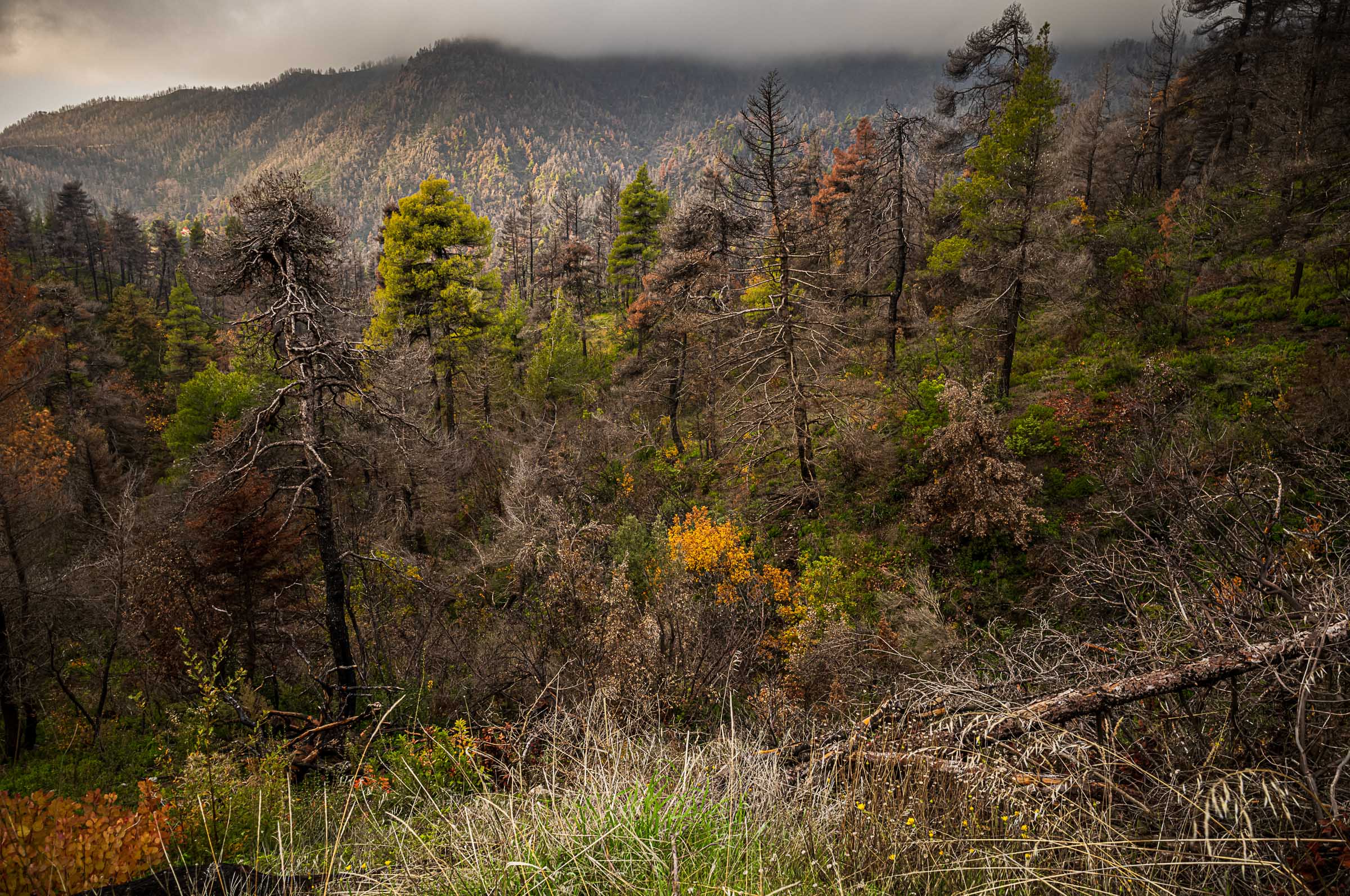 Wide view across a mountainous North Evia valley, with dead and fire-damaged trees mixed among surviving green pines and returning vegetation beneath low cloud.