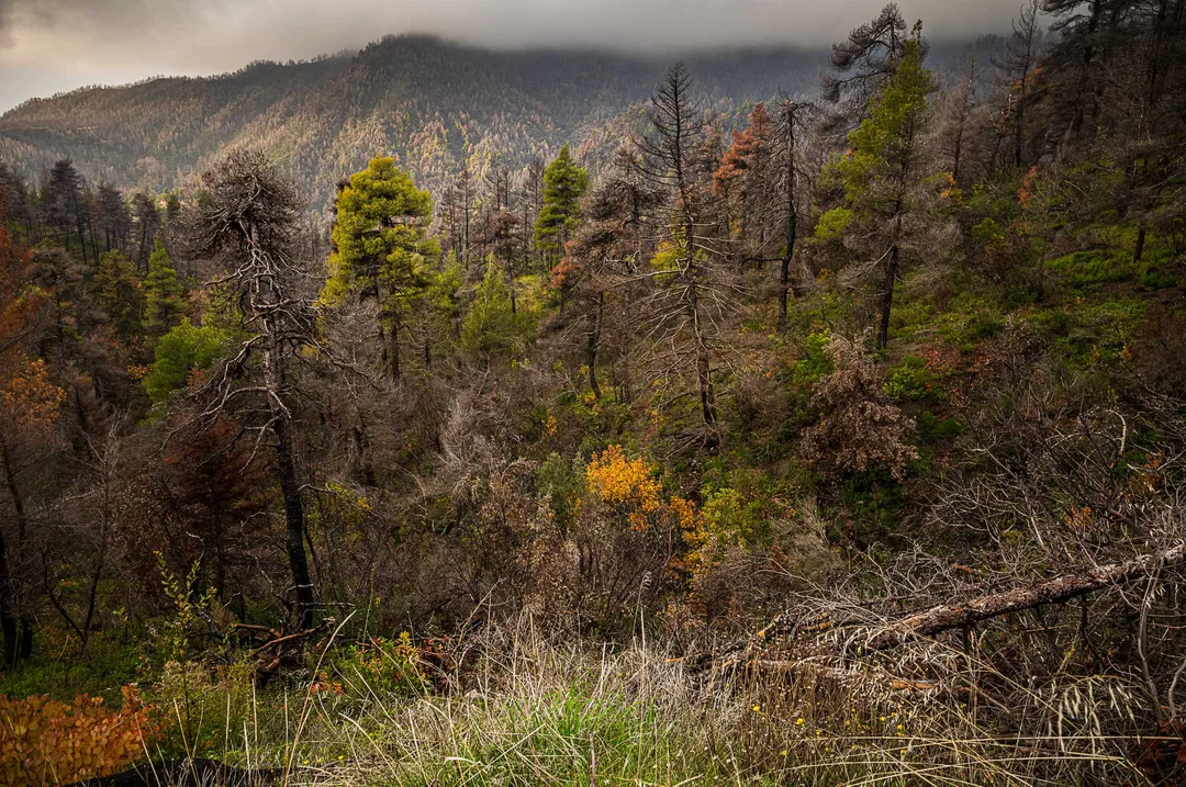 Wide view across a mountainous North Evia valley, with dead and fire-damaged trees mixed among surviving green pines and returning vegetation beneath low cloud.