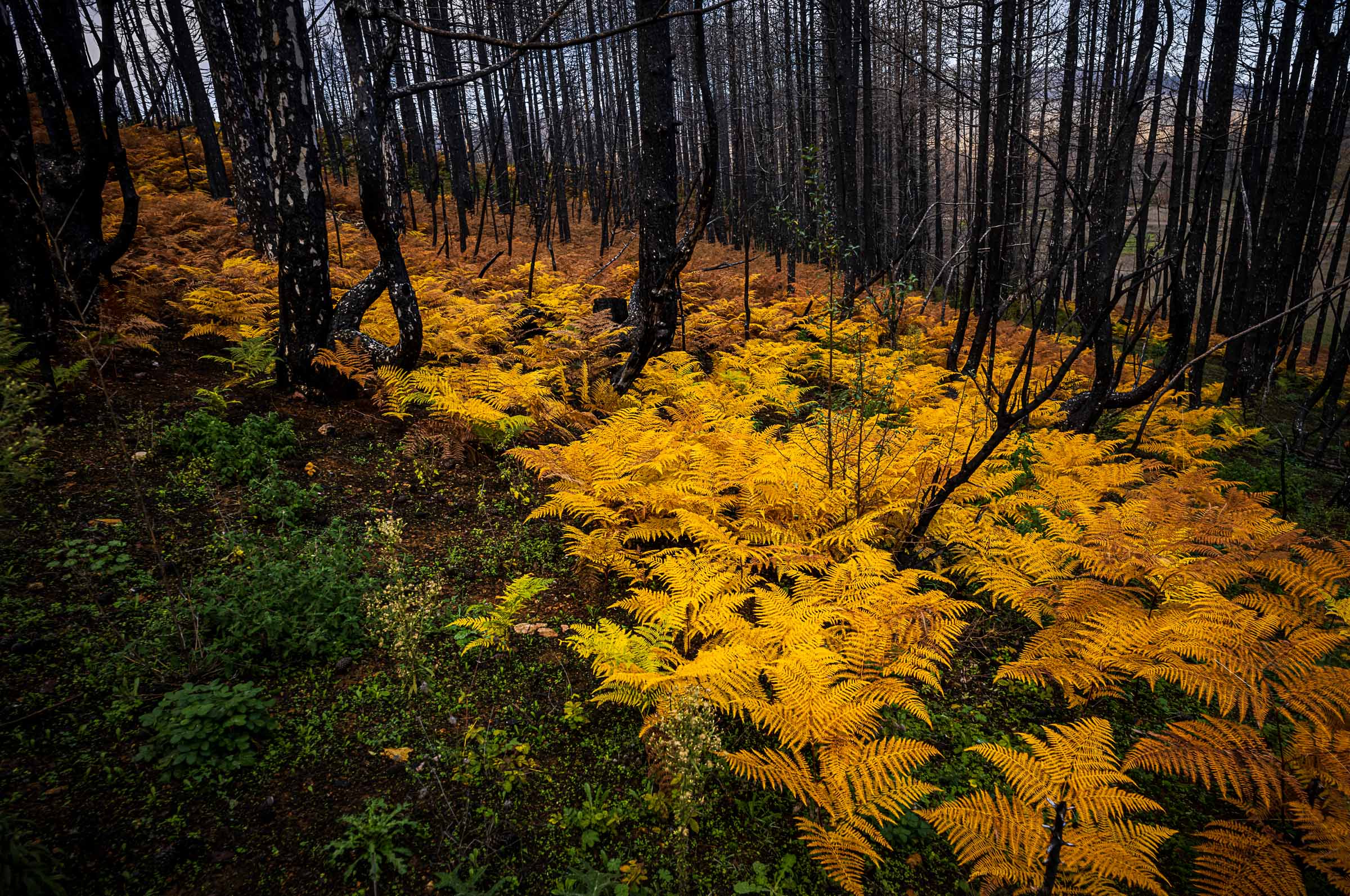 Golden autumn ferns cover the forest floor beneath dense blackened tree trunks near Drimona, North Evia, in December 2022.