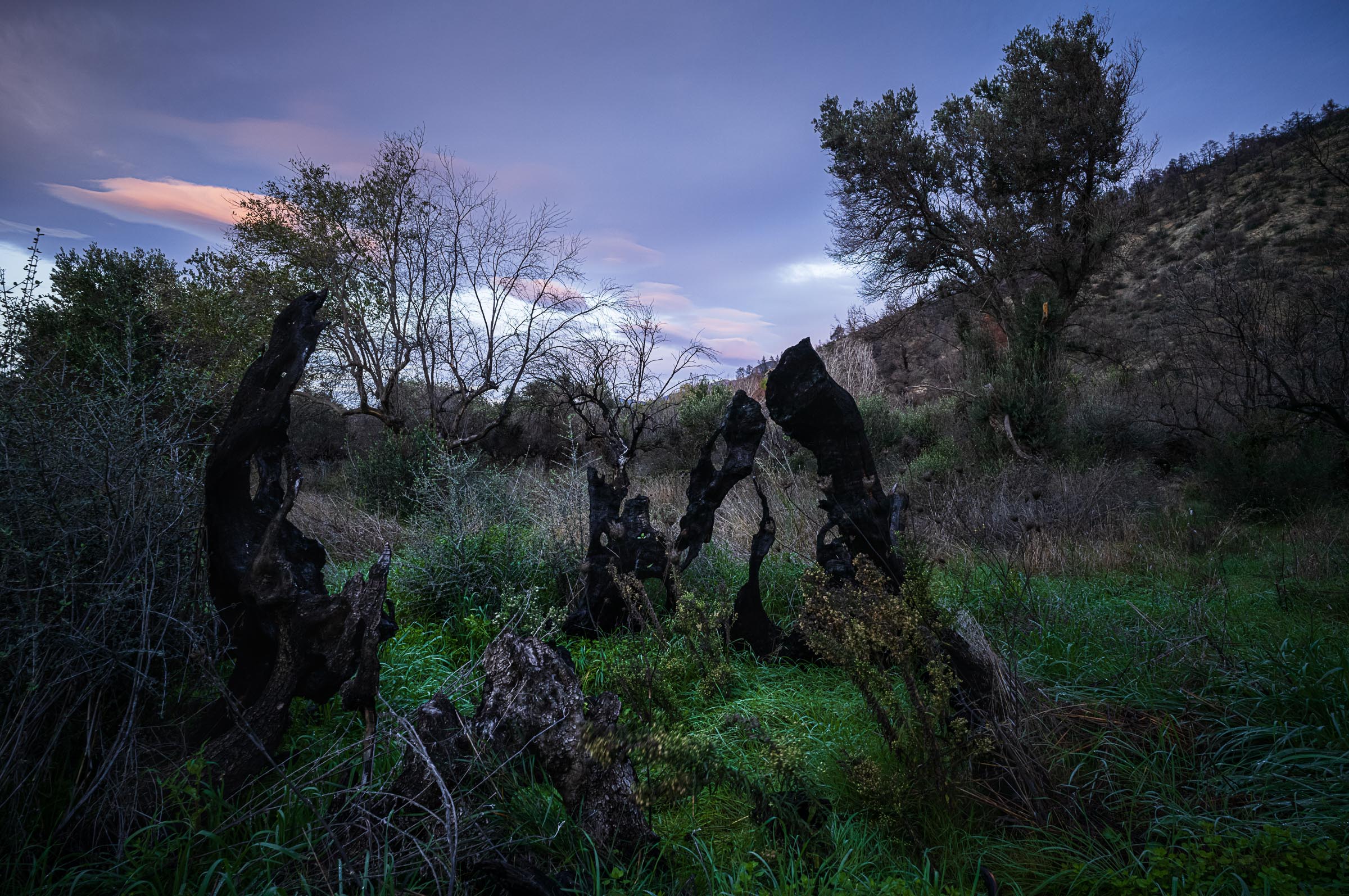 Charred remains of an ancient olive tree rise from dense green vegetation beneath a blue and pink evening sky in North Evia, more than a year after the 2021 wildfire.