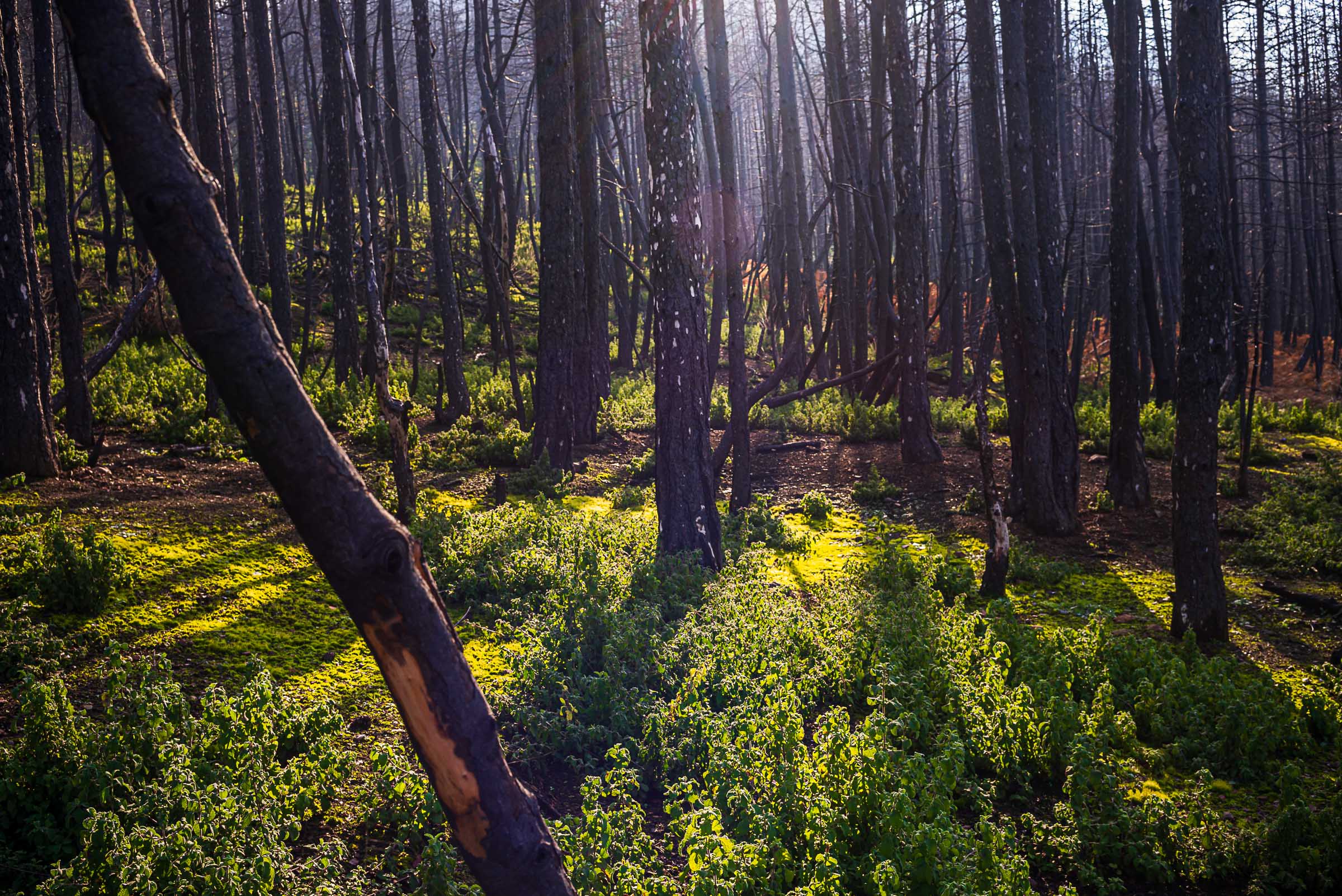Sunlight falls through a burned forest near Drimona, North Evia, illuminating dense green regrowth beneath dark fire-scarred trunks.