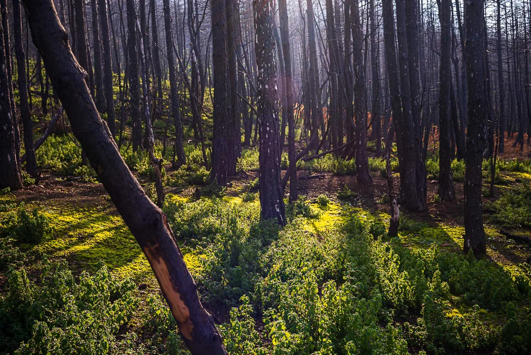 Sunlight falls through a burned forest near Drimona, North Evia, illuminating dense green regrowth beneath dark fire-scarred trunks.