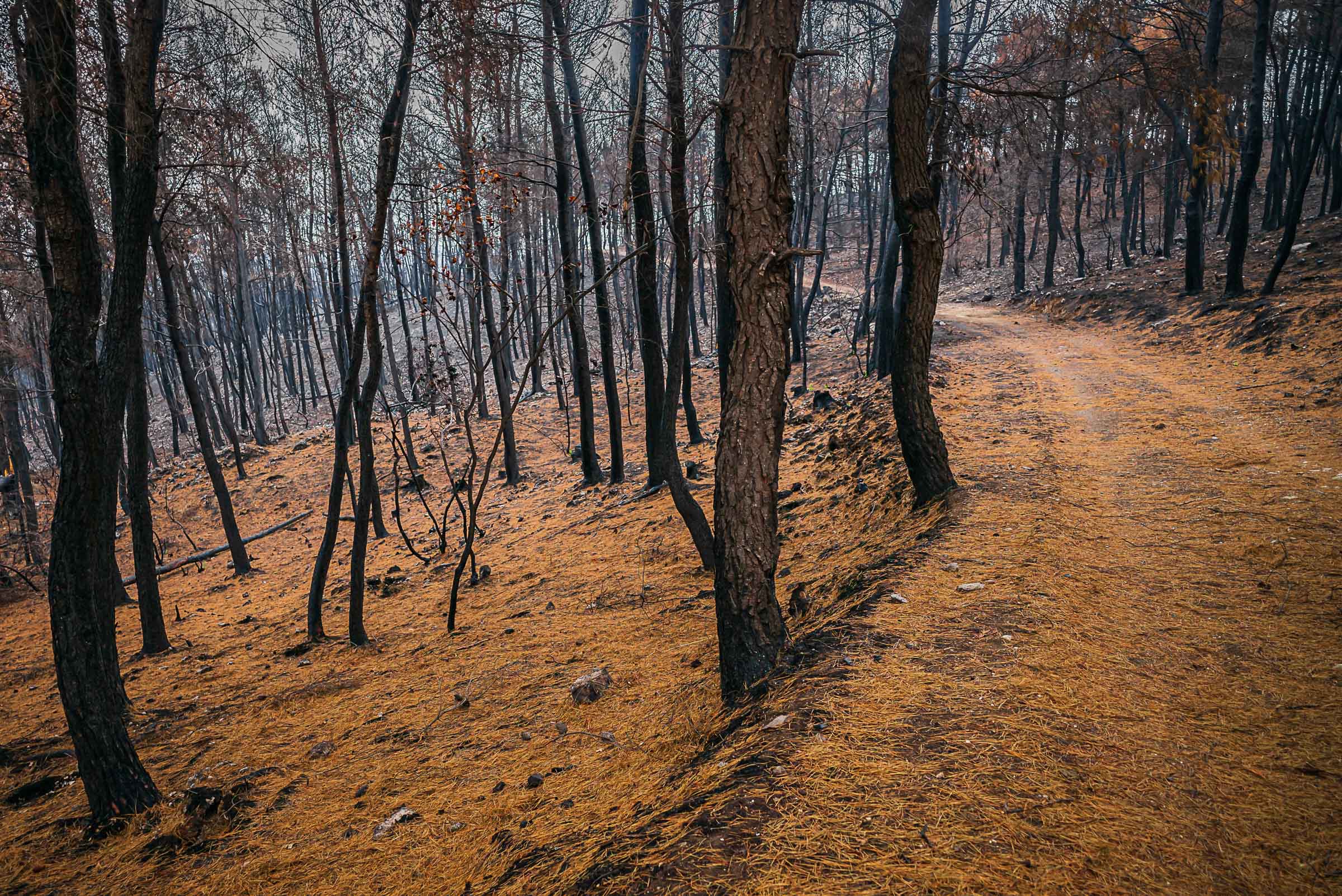 A dirt track curves through a fire-damaged pine forest in North Evia, with blackened trunks on both sides and orange-brown needles covering the forest floor.