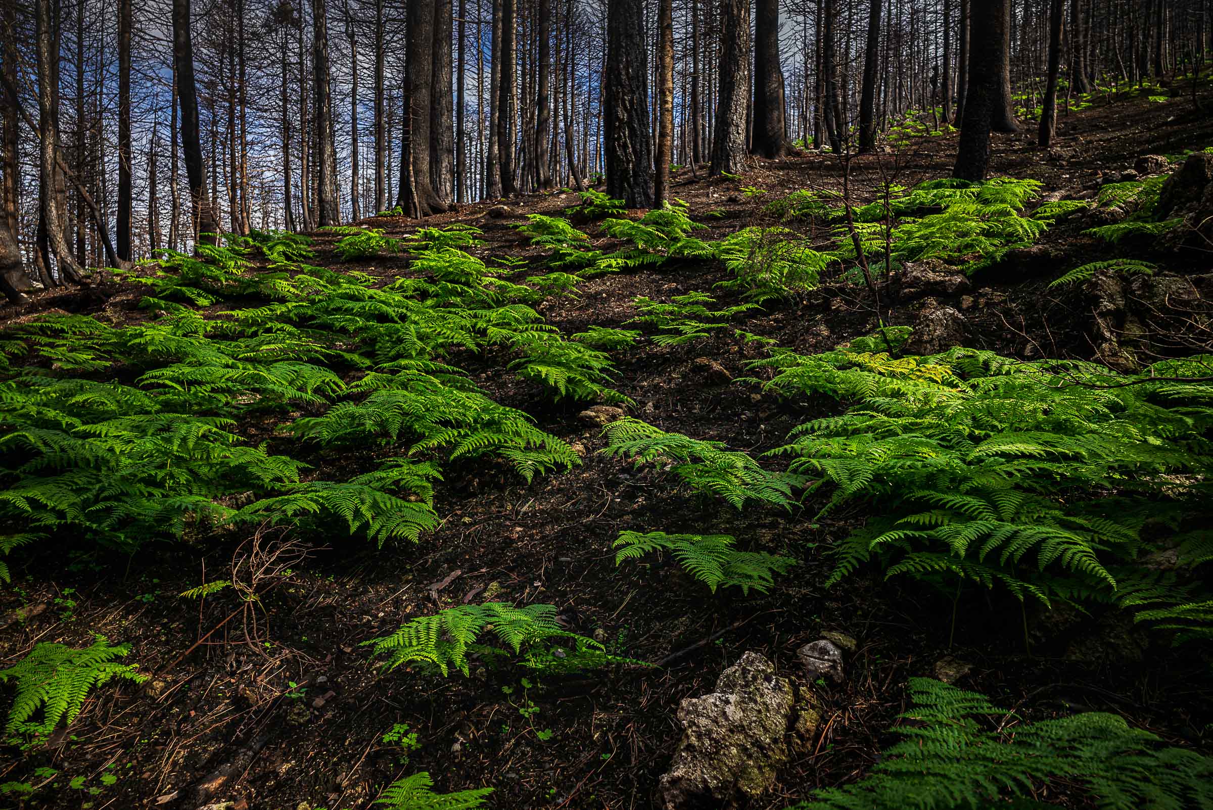 Bright green ferns spread across a dark fire-scorched hillside beneath a stand of blackened tree trunks near Drimona, North Evia.