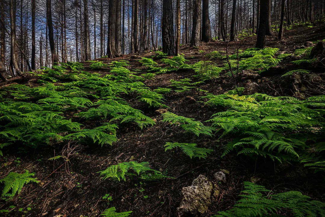 Bright green ferns spread across a dark fire-scorched hillside beneath a stand of blackened tree trunks near Drimona, North Evia.